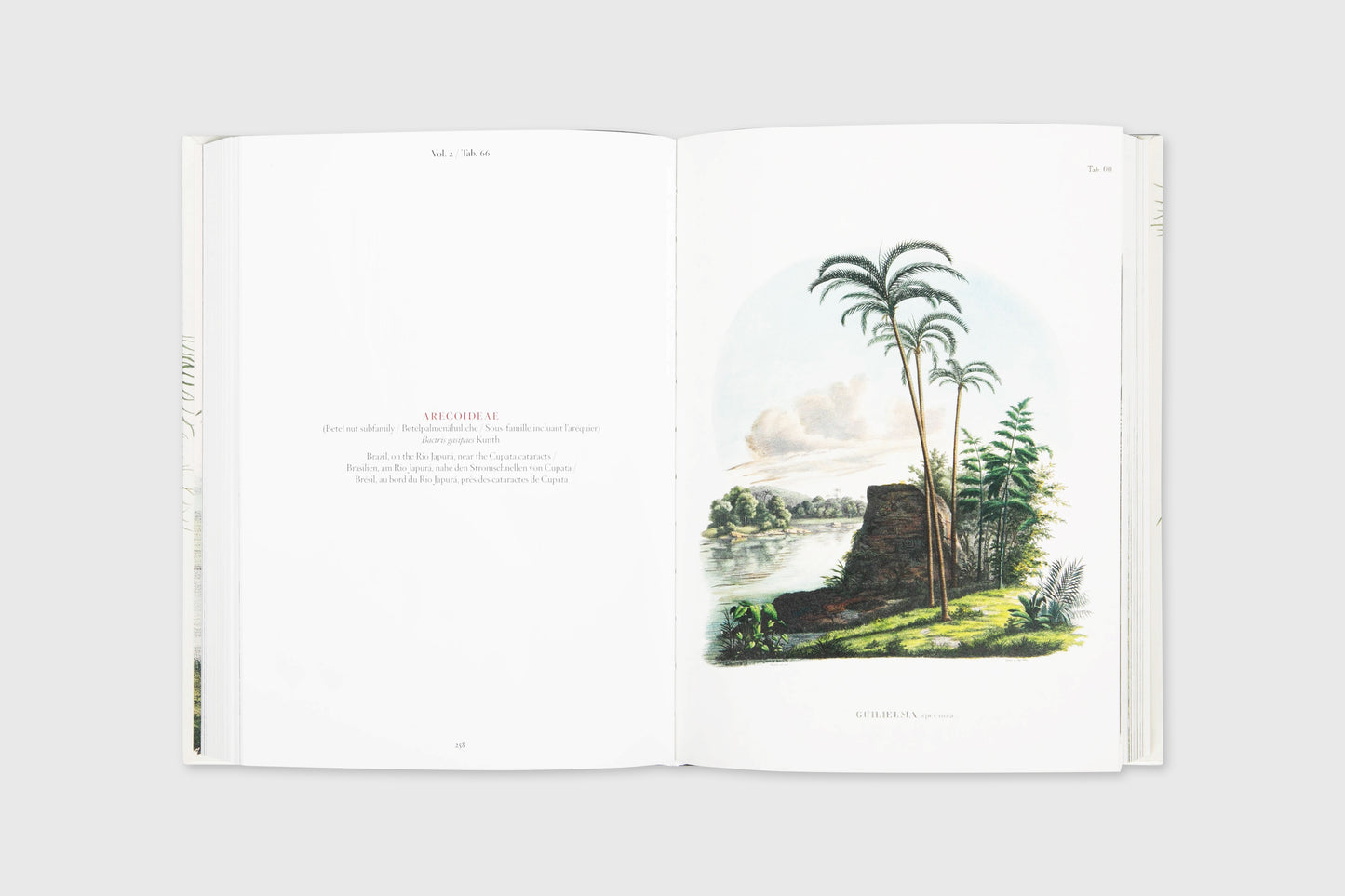 Carl von Martius: The Book of Palms. 40th Ed.