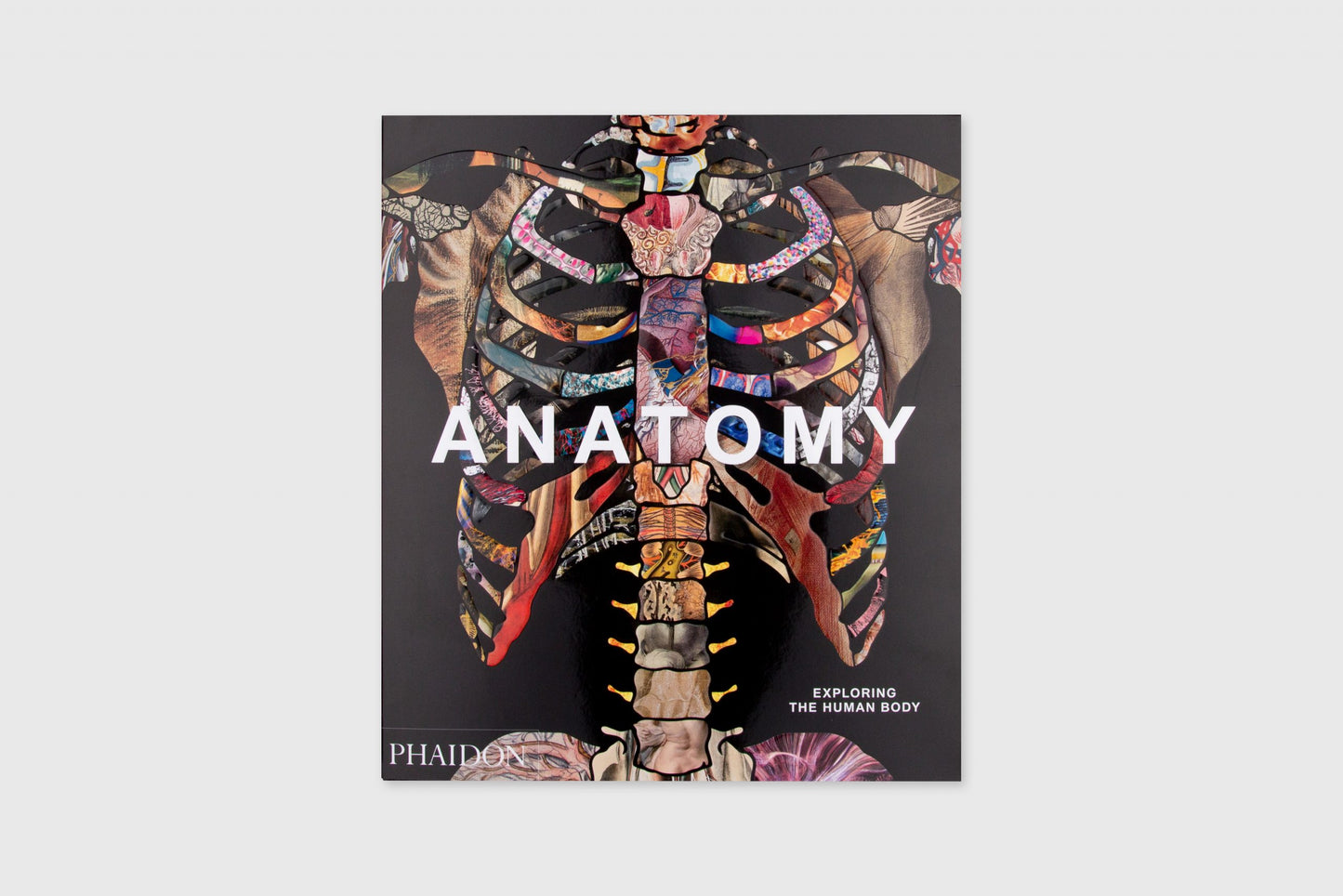 Anatomy: Exploring the Human Body