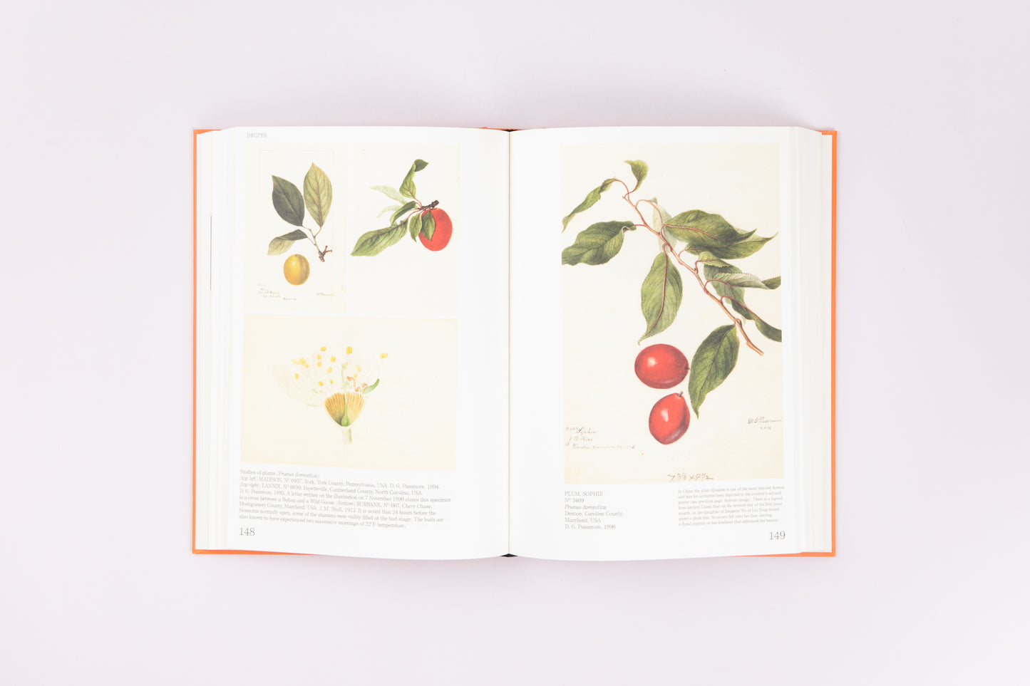 An Illustrated Catalog of American Fruits & Nuts
