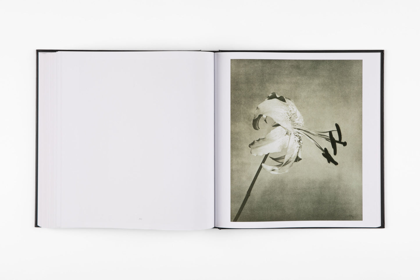 Mapplethorpe Flora