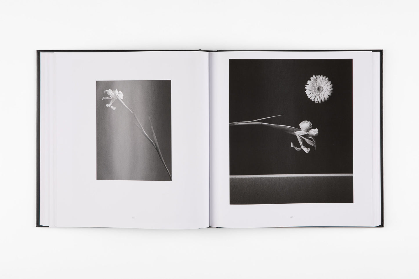 Mapplethorpe Flora