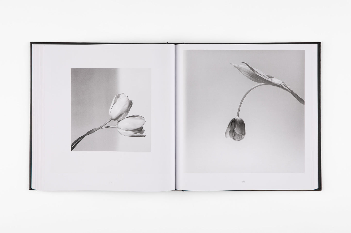 Mapplethorpe Flora