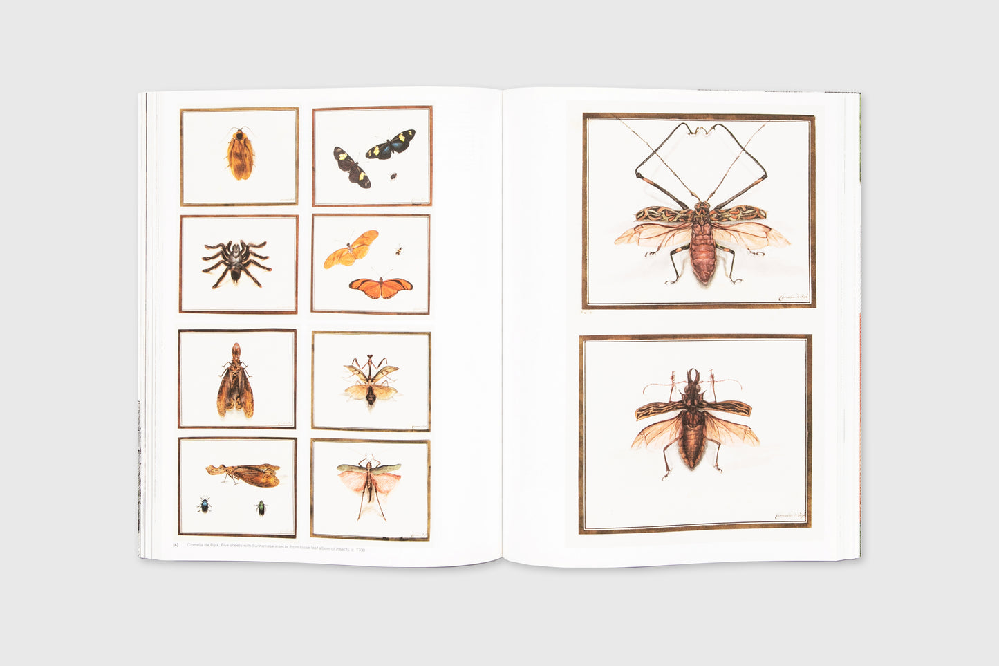 Crawly Creatures: Depiction and Appreciation of Insects and other Critters in Art and Science